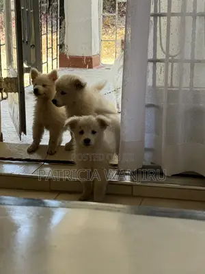 1-3 months Male Mixed Breed Japanese Spitz