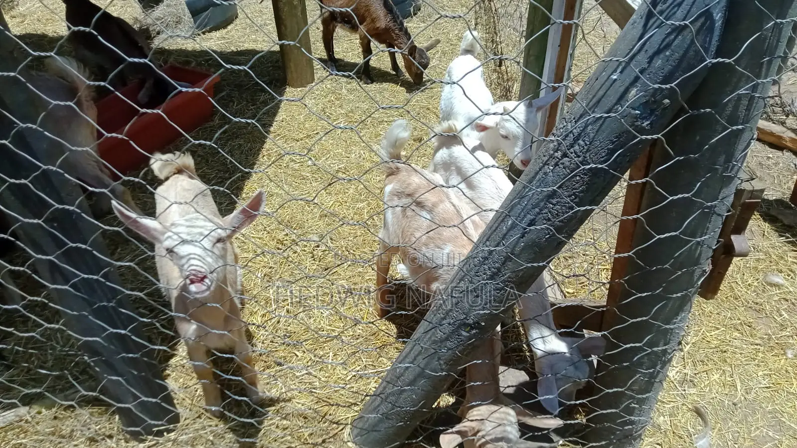 Quality Dairy Goat Kids