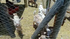Quality Dairy Goat Kids
