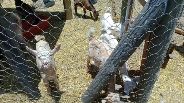 Quality Dairy Goat Kids