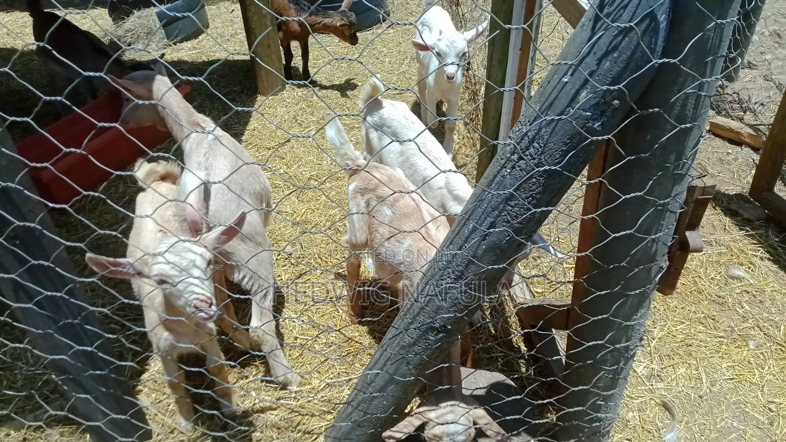 Quality Dairy Goat Kids