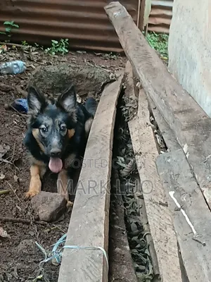 3-6 months Female Purebred German Shepherd