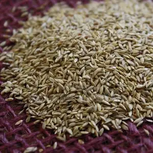 Bermuda Grass Seeds