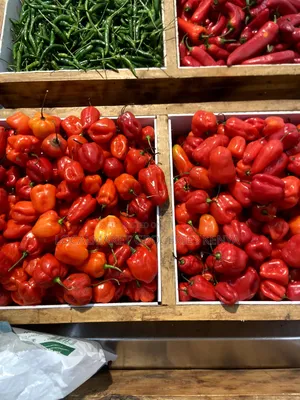 Habanero West African Pepper