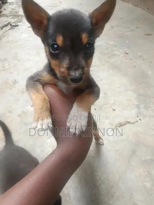 1-3 months Male Mixed Breed Rottweiler