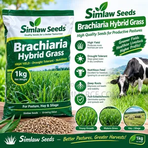 1kg Simlaw Seeds Brachiaria Hybrid Grass