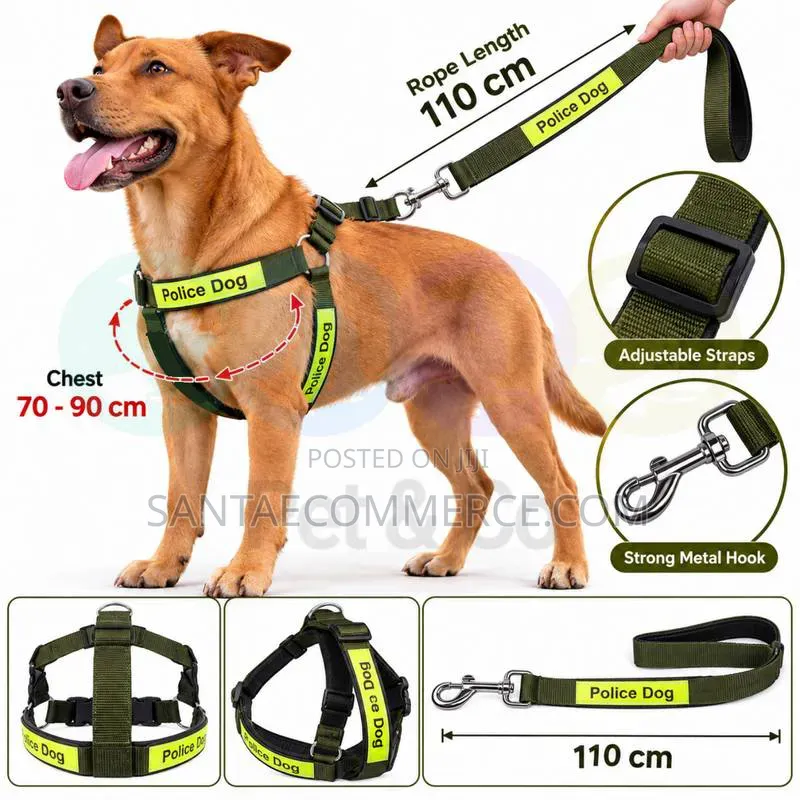 1+ year Male Mixed Breed Dog