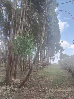 Eucalyptus (Blue Gum) Trees for Sale