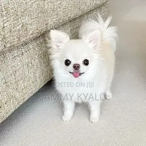 3-6 months Male Purebred Chihuahua