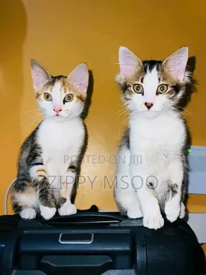 3-6 months Male Purebred Tabby