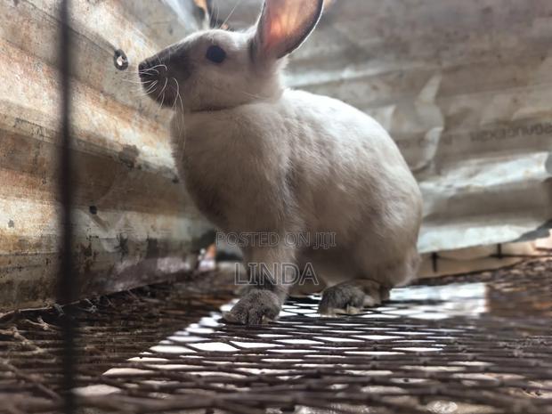 Rabbits Available - main view