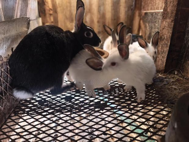 Rabbits Available - thumbnail 2