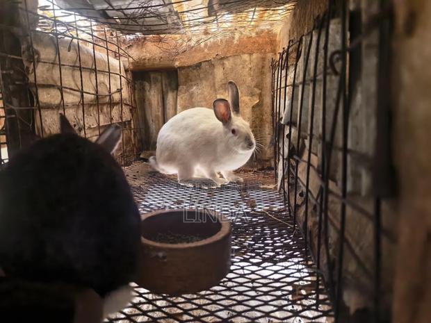 Rabbits Available - thumbnail 3