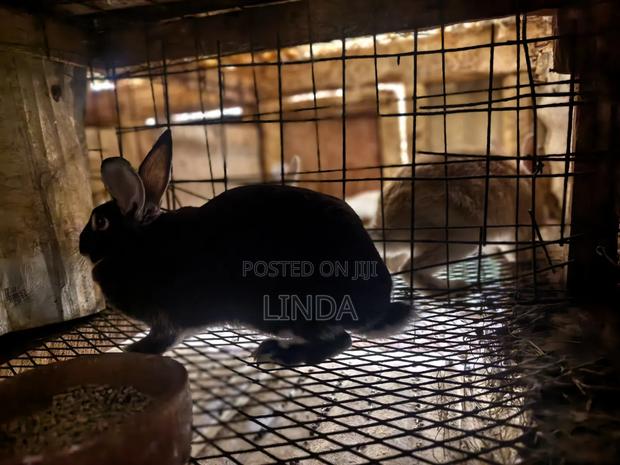 Rabbits Available - thumbnail 4