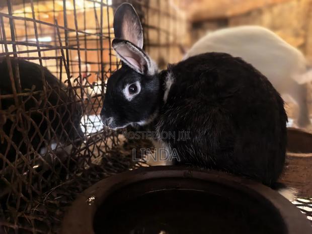 Rabbits Available - thumbnail 5