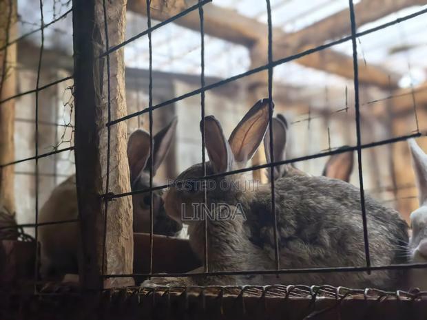 Rabbits Available - thumbnail 6