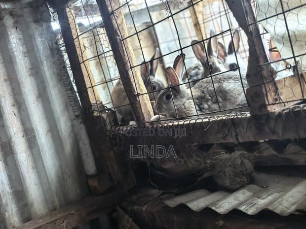 Rabbits Available - thumbnail 7