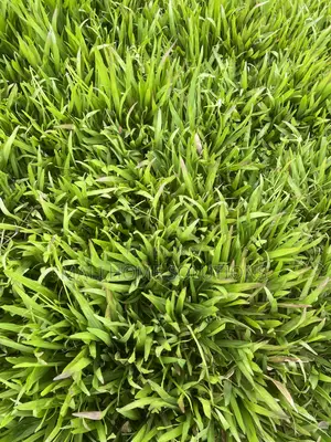 Green Pemba/ Buffalo Grass