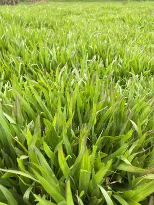 Green Pemba/ Buffalo Grass