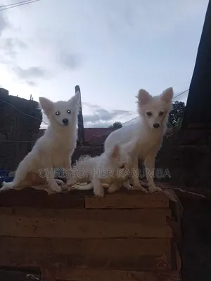 3-6 months Male Mixed Breed Chihuahua