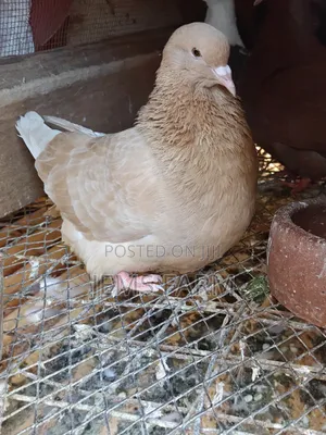 Mature French Mondane Female Pigeon