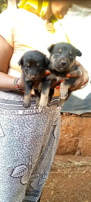 1-3 months Male Mixed Breed German Shepherd