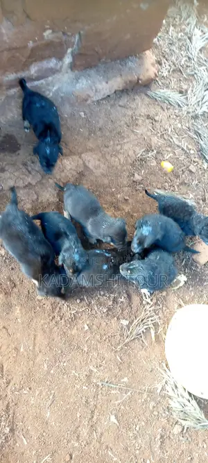 1-3 months Male Mixed Breed German Shepherd