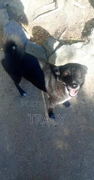1+ year Female Mixed Breed Dog