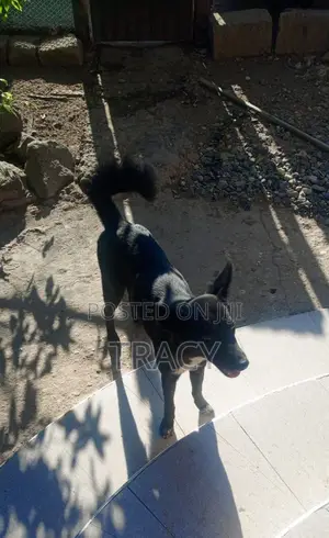1+ year Male Mixed Breed Dog
