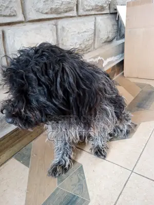 6-12 months Male Mixed Breed Dalmatian