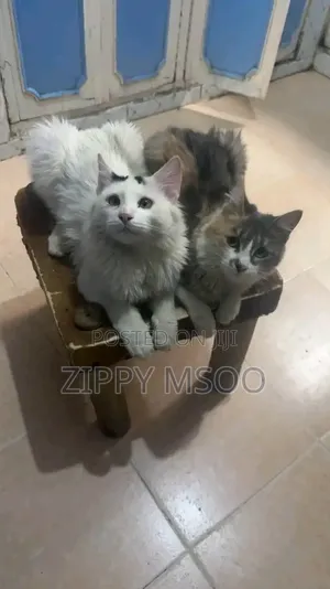 6-12 months Male Purebred Persian