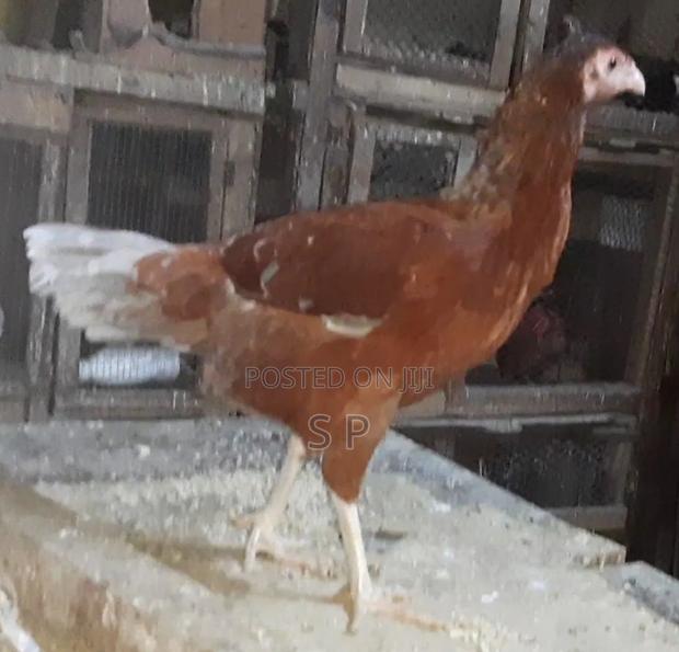 Mature Kuchi Cross - main view