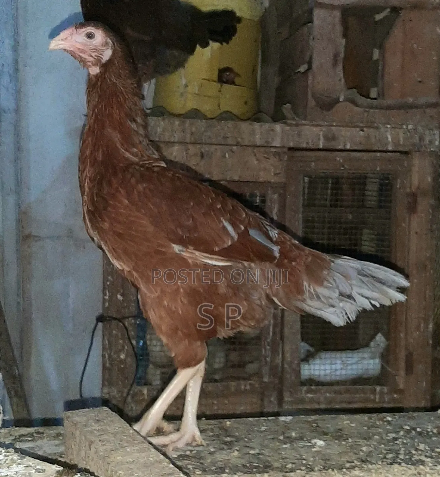 Mature Kuchi Cross