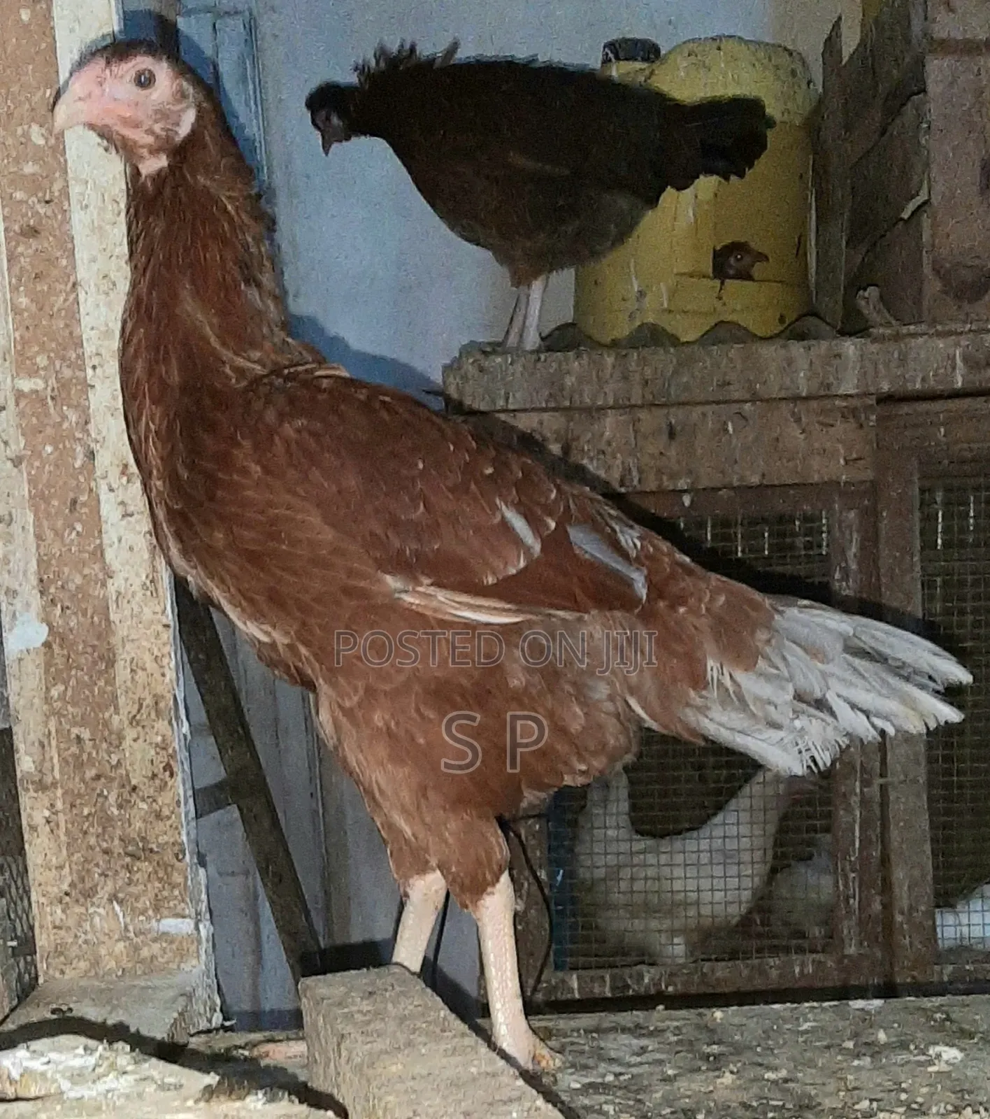 Mature Kuchi Cross