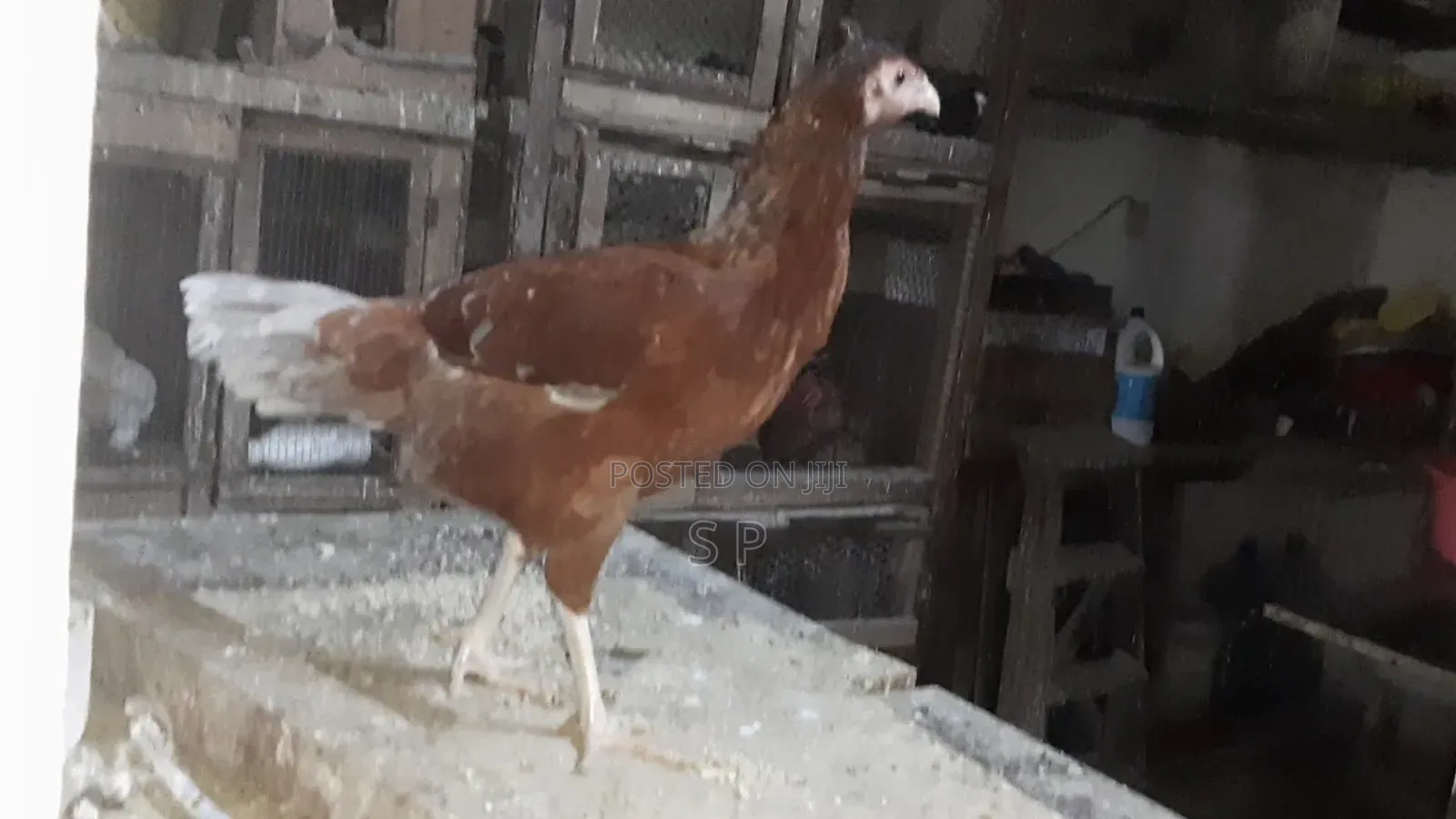Mature Kuchi Cross