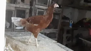 Mature Kuchi Cross