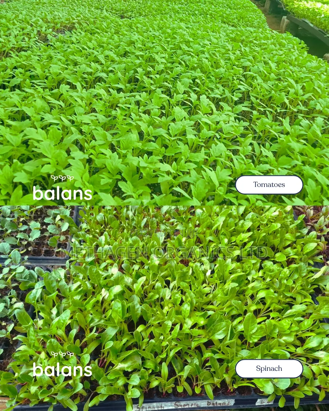 Balans Peat Mix