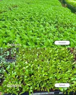 Balans Peat Mix