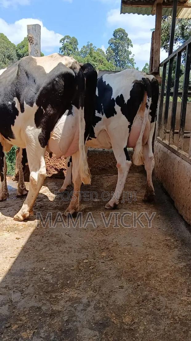 Dairy Cow's on Sale.
