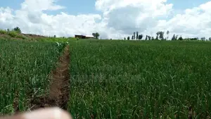 Agricultural Land