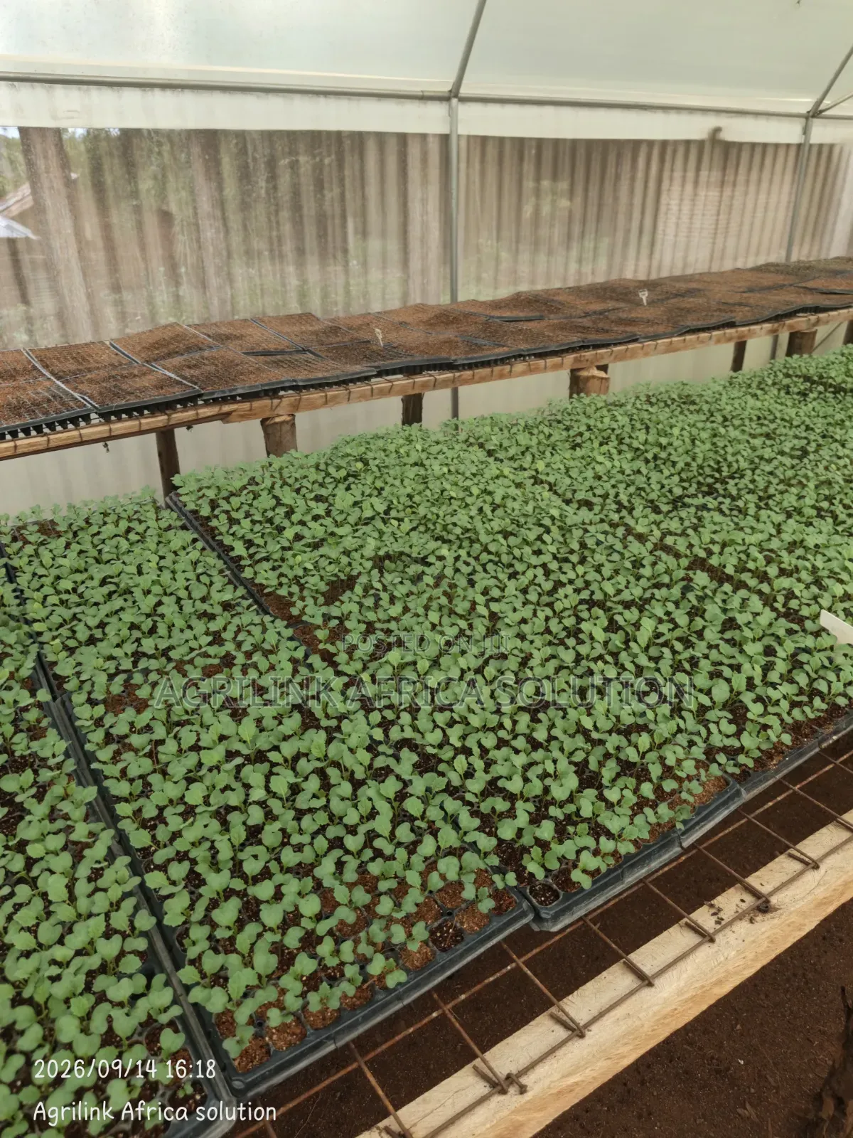 Seedlings Trays 200holes