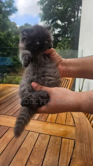 1-3 months Male Purebred Persian
