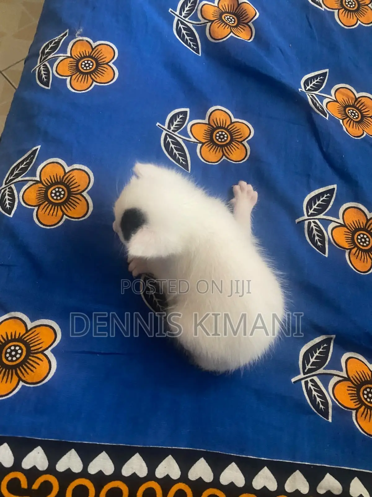 0-1 month Male Mixed Breed Persian
