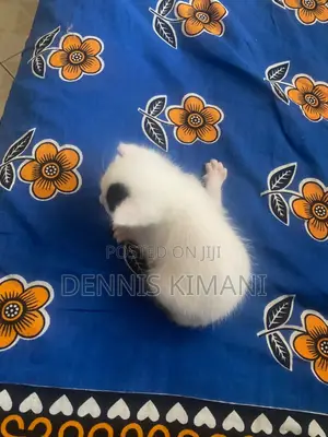 0-1 month Male Mixed Breed Persian