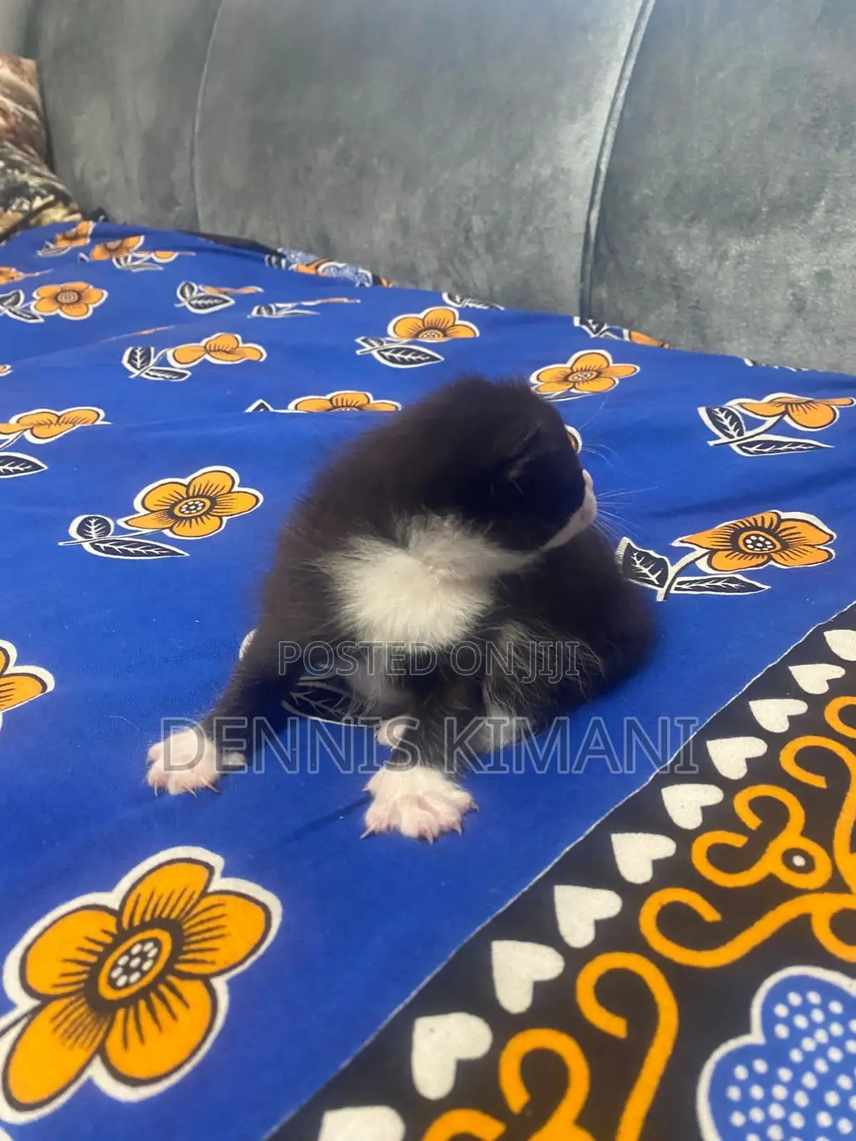 0-1 month Male Mixed Breed Persian