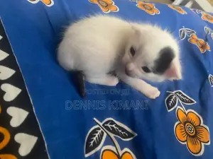 0-1 month Male Mixed Breed Persian