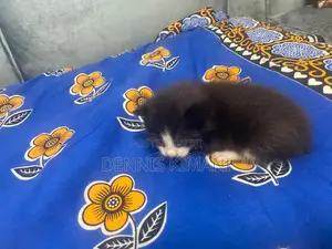 0-1 month Male Mixed Breed Persian