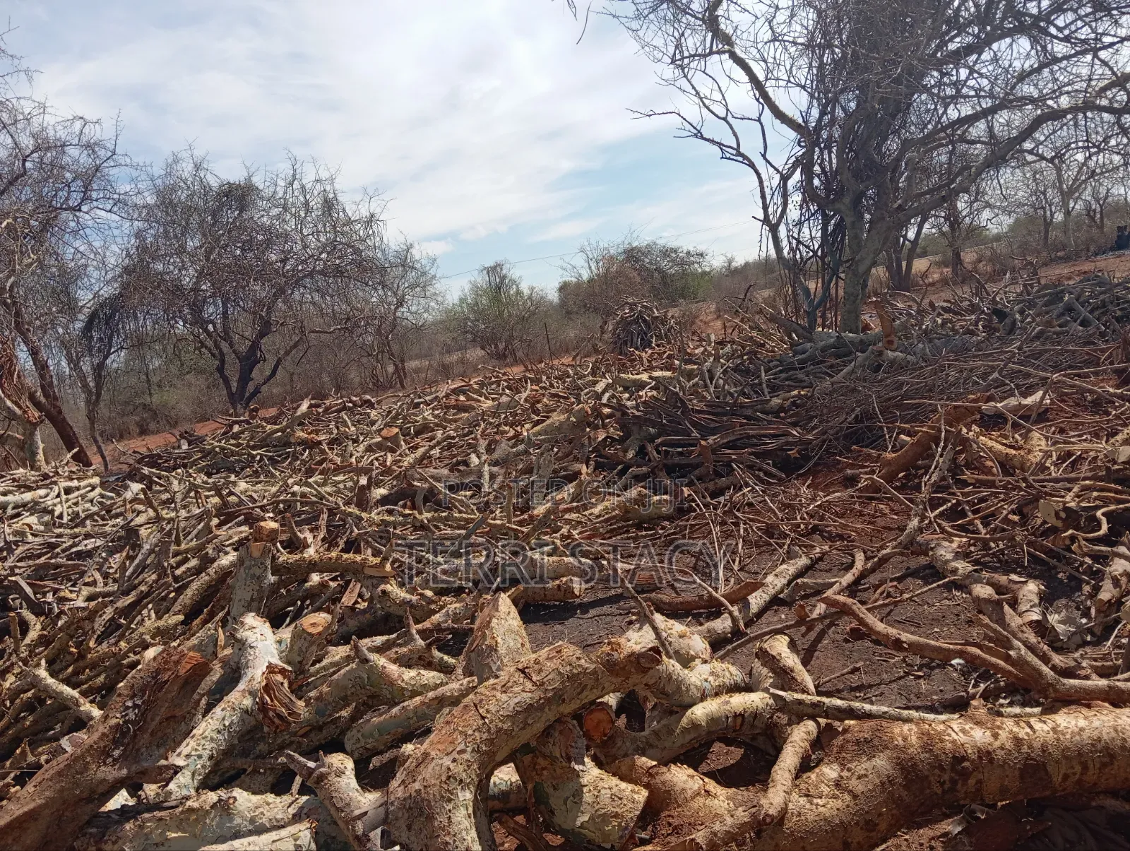 Firewood for Sell