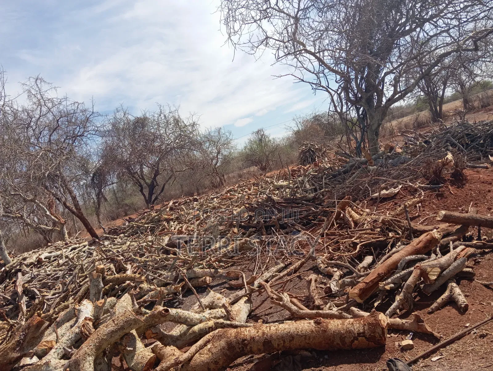 Firewood for Sell