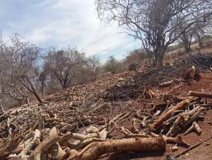 Firewood for Sell
